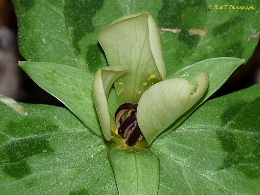 {Trillium discolor}